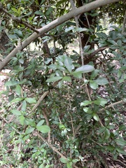 Hyperacanthus amoenus