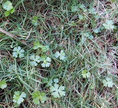 Hydrocotyle batrachium