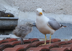 Larus michahellis
