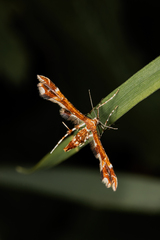 Geina tenuidactylus