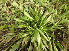 Plantago lanceolata