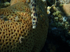 Myrichthys maculosus