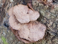 Stereum fasciatum
