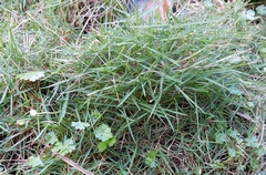 Zoysia
