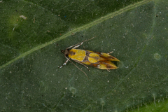 Epicallima icterinella