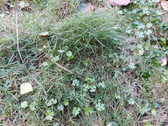 Zoysia