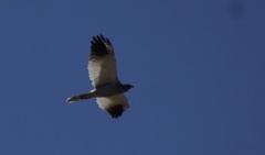 Melierax canorus canorus