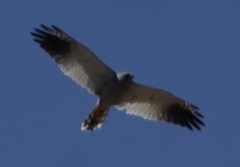 Melierax canorus canorus