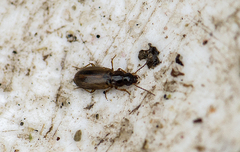 Dicheirotrichus placidus