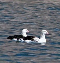 Oressochen melanopterus