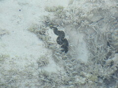Tridacna maxima