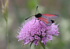 Zygaena brizae
