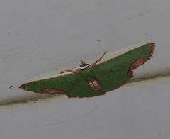 Spaniocentra apatelloides