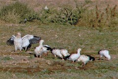 Oressochen melanopterus