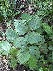 Dioscorea dregeana