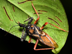 Manicocoris rufipes