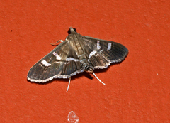 Desmia ploralis