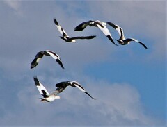 Oressochen melanopterus