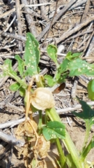 Physalis hederifolia