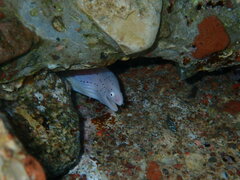Gymnothorax griseus