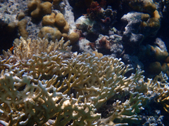Millepora dichotoma