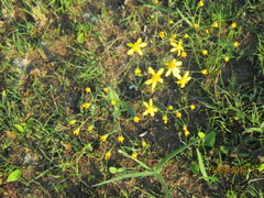 Senecio bupleuroides