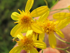 Senecio bupleuroides