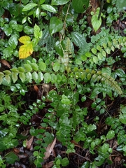 Zanthoxylum scandens
