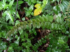 Zanthoxylum scandens