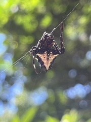 Verrucosa scapofracta