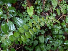 Zanthoxylum scandens