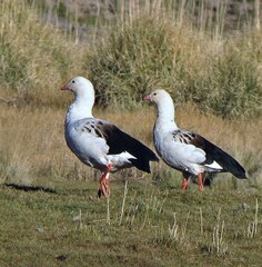 Oressochen melanopterus