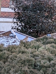 Passer domesticus