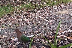 Chalcophaps longirostris