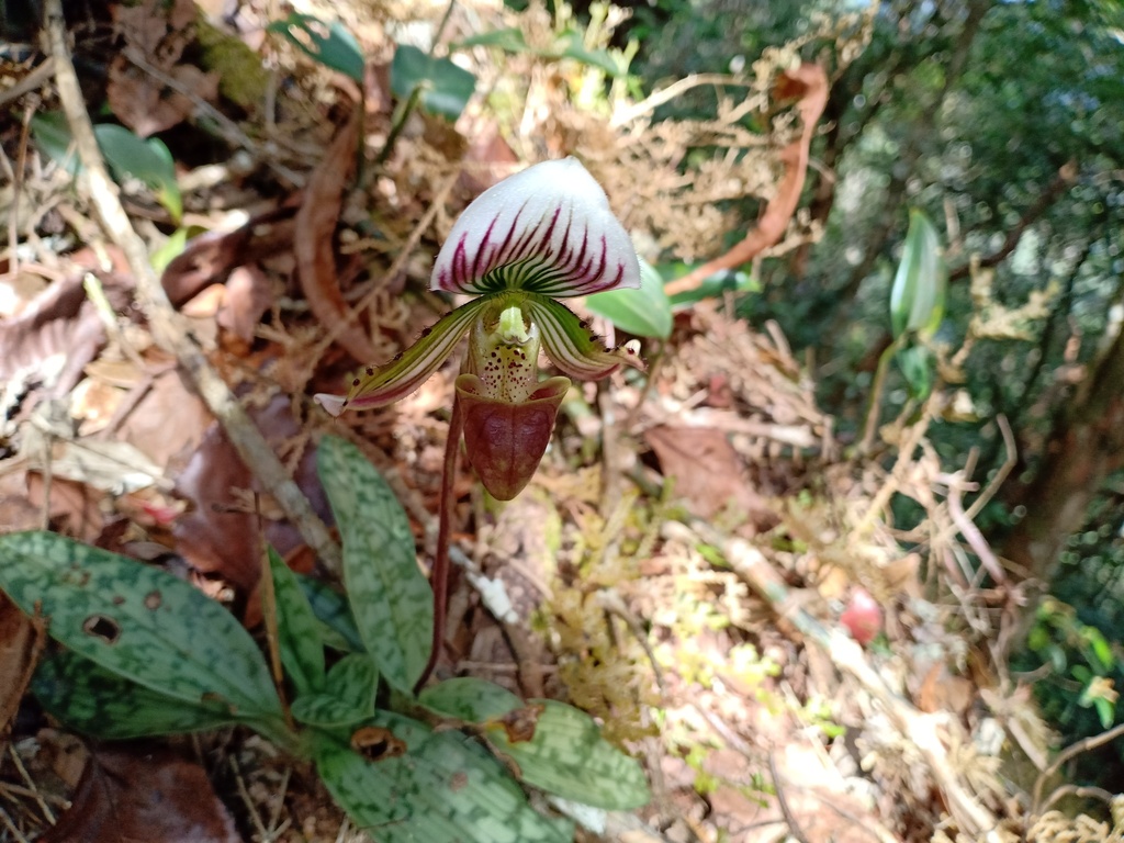 Paphiopedilum callosum