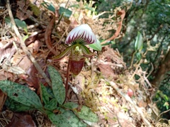Paphiopedilum callosum