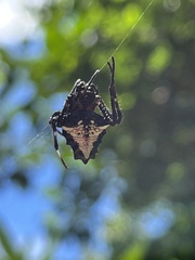 Verrucosa scapofracta