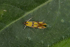 Epicallima icterinella