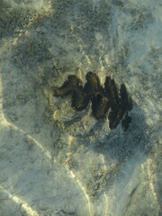 Tridacna maxima