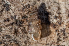Obscurella bicostulata