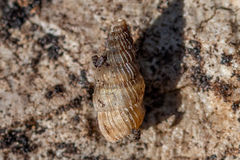 Obscurella bicostulata
