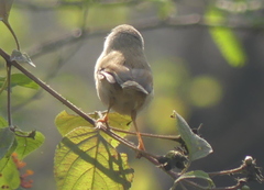 Prinia hodgsonii