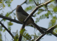 Prinia hodgsonii