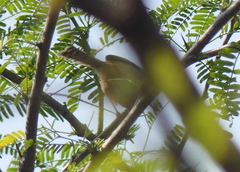 Prinia hodgsonii