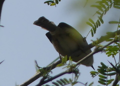 Prinia hodgsonii
