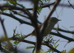 Prinia hodgsonii
