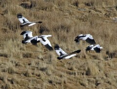 Oressochen melanopterus
