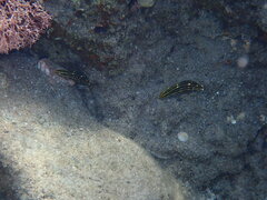 Halichoeres marginatus