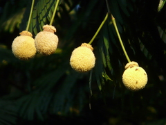Parkia biglandulosa