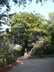 Parkia biglandulosa